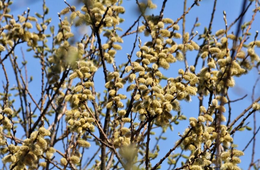 Blindė ir jos kačiukai