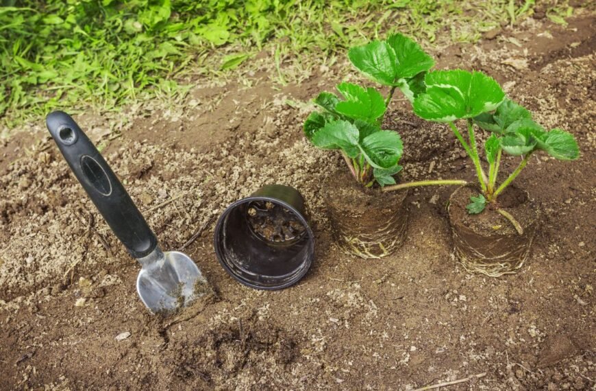 Braškių daigų auginimas