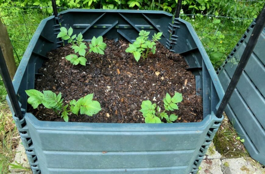 Bulvės bokšte – naujas auginimo būdas mažiems plotams. Ką apie jį reikia žinoti ir kaip pritaikyti?