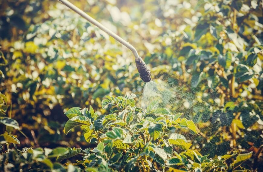 Bulvių tręšimas per lapus – paprastas būdas užauginti gausesnį derlių. Ką svarbu žinoti?