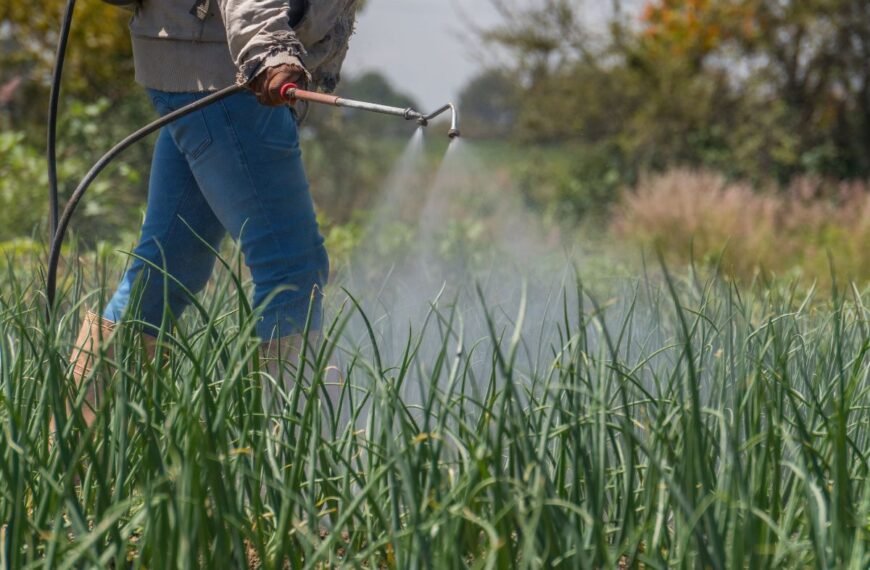 Česnakų tręšimas nuo rudens sėjos iki derliaus. Kuo skiriasi vasarinių ir žieminių česnakų tręšimas?
