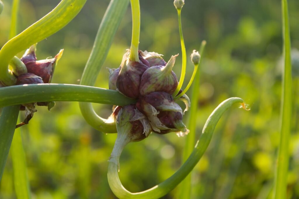 Daugiaaukščiai svogūnai 1 | Derlingas.lt Daugiaaukščių svogūnų botaninė charakteristika