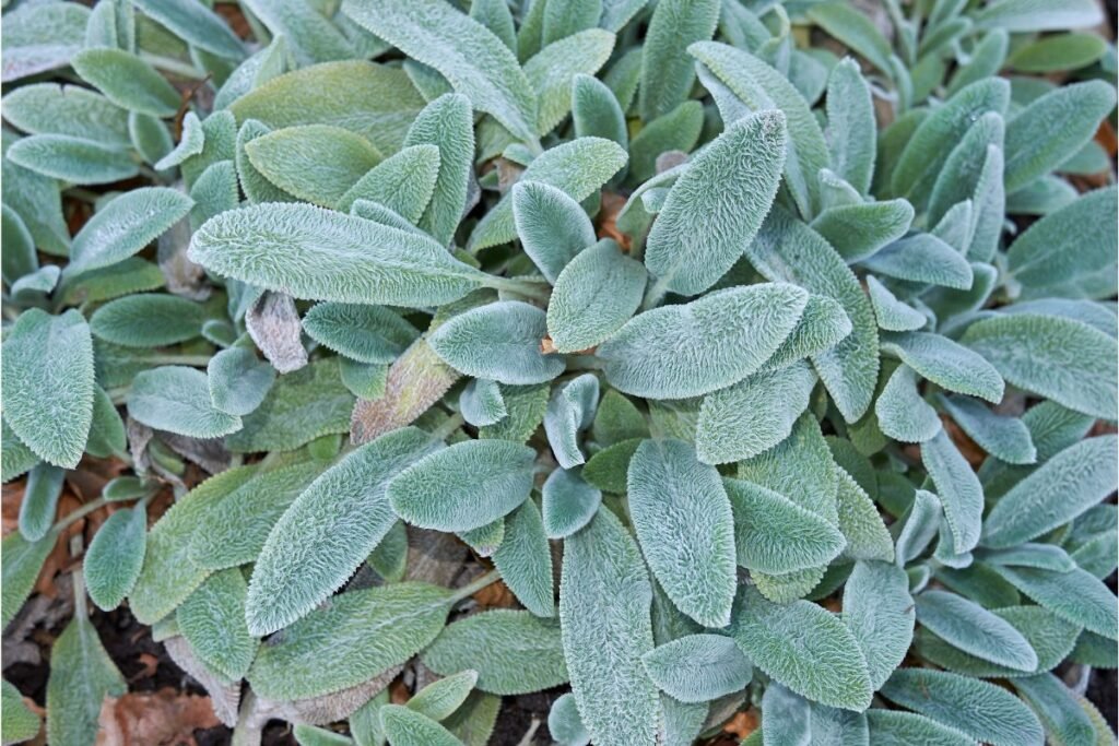 Vilnotoji notra
