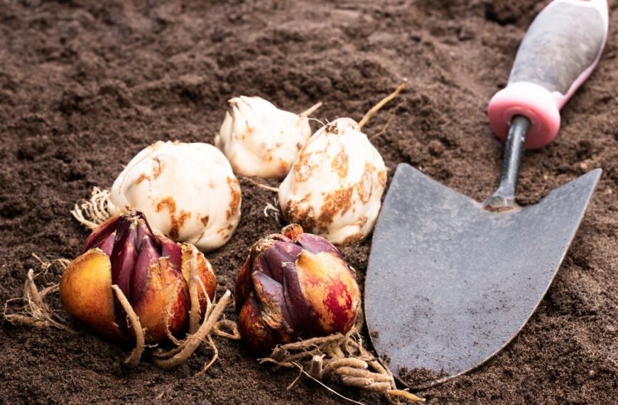 Kada sodinti lelijas, kad pavasarį žydėtų dideliais ir gausiais žiedais?