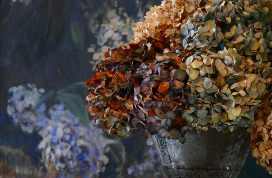 Kodėl ruduoja hortenzijų žiedai