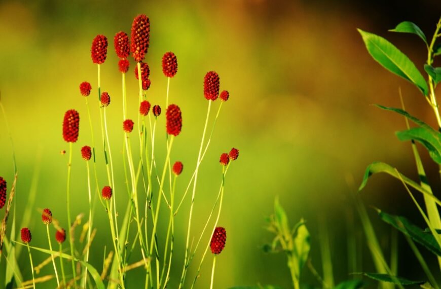 Kraujalakė – pamirštas lietuvių liaudies medicinos turtas, kurį vertino net viduramžių alchemikai