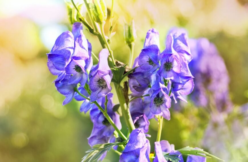 Kurpelė – pavojingai graži gėlė, kurią garbino karaliai ir bijojo imperatoriai