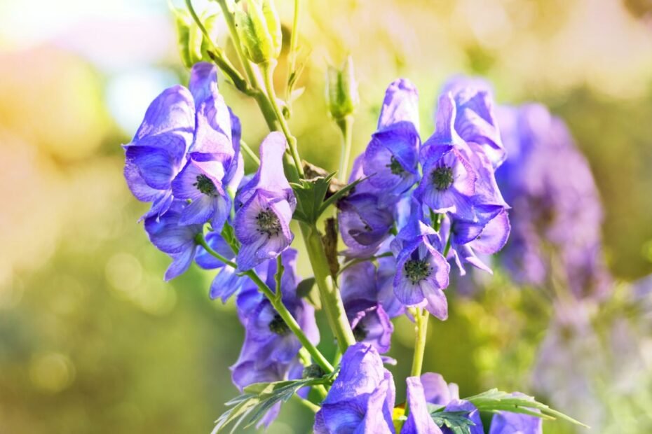Kurpelė – pavojingai graži gėlė, kurią garbino karaliai ir bijojo imperatoriai
