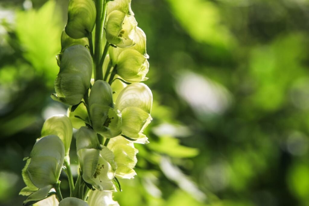 Kurpelė 3 | Derlingas.lt Kurpelė: botaninė charakteristika ir rūšių įvairovė