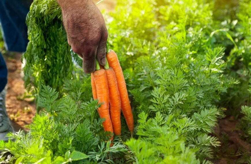 Morkų tręšimas be klaidų: praktiški patarimai daržininkams