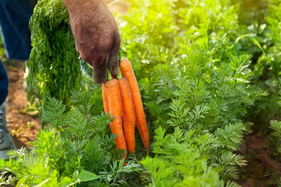Morkų tręšimas be klaidų: praktiški patarimai daržininkams