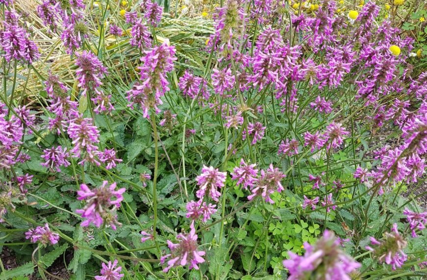 Notra – senovės romėnų vertintas augalas, kuris retai beprisimenamas šiandien. Kodėl pamiršome?