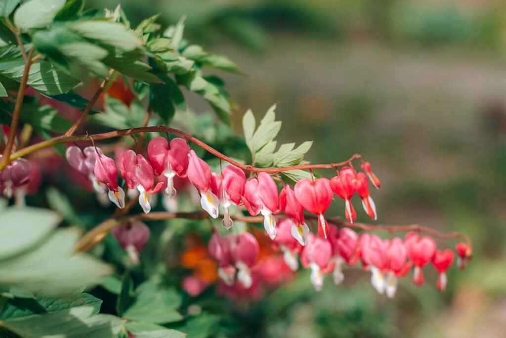 Senovinės daugiametės gėlės 8 | Derlingas.lt Senovinės daugiametės gėlės: aromatiniai ir praktiški augalai