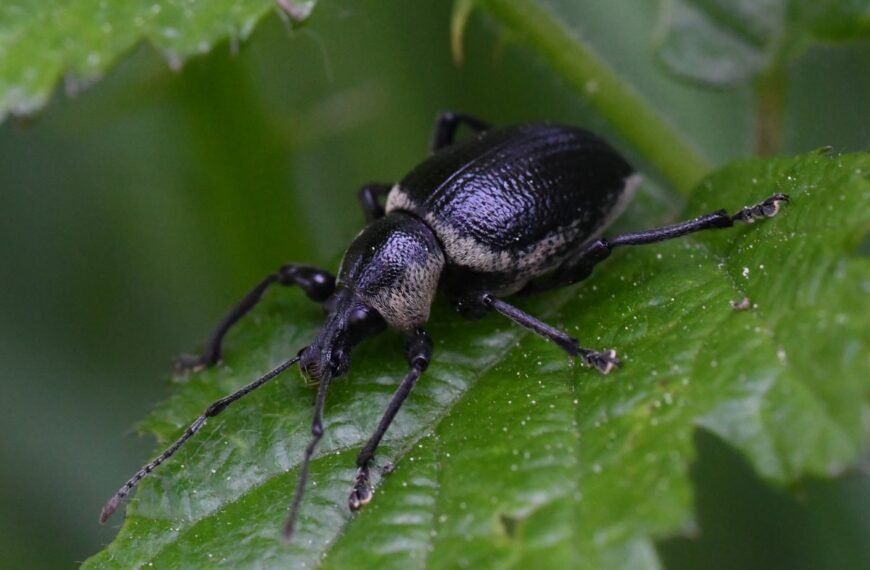 Straubliukas – nauja grėsmė Lietuvos sodams ir daržams. Kaip atpažinti ir ar įmanoma įveikti?
