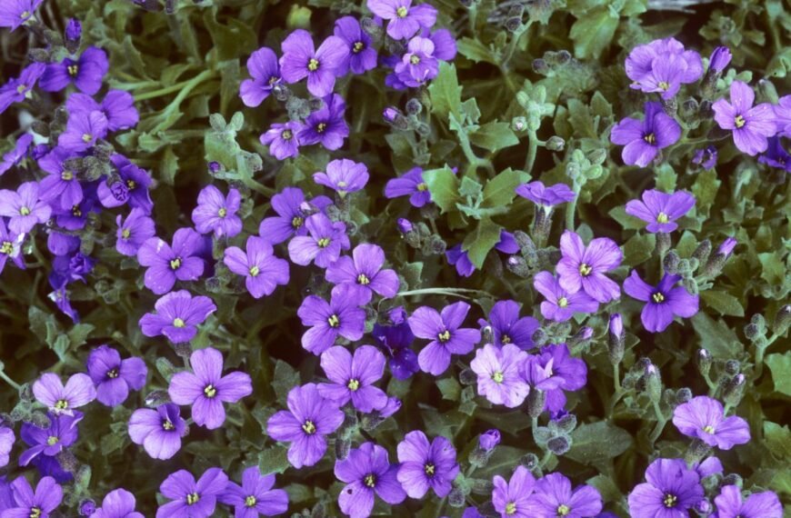 Vaistutis – neįtikėtinai atsparus alpinis augalas, neturintis vaistinių savybių. Kur jį sodinti ir kaip prižiūrėti?