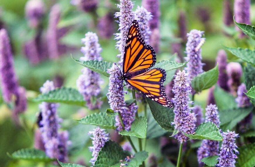 Anyžinis lofantas – kvapnus sodo džiaugsmas bitėms ir žmogui. Kas jį sieja su anyžiumi?
