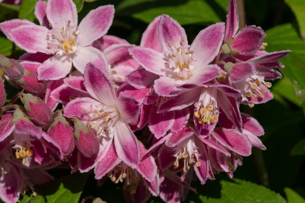 Deucija 1 | Derlingas.lt Deucija: kilmė ir botaninė istorija