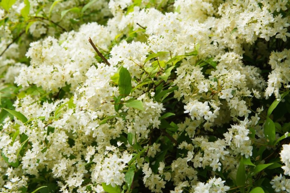 Deucija – elegantiškas krūmas, vėl atrandantis vietą soduose. Kuo išskirtinis jos grožis?