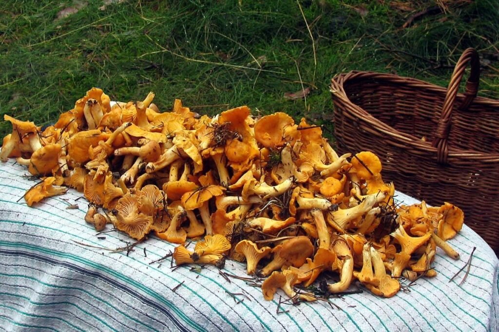Grybavimo sezonas 5 | Derlingas.lt Kodėl šis sezonas toks išskirtinis?