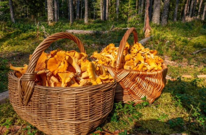 Rugpjūčio grybavimo sezonas 2025: voveraitės „tiltais“, o baravykai dar neskuba. Ypatingas voveraičių tartas!