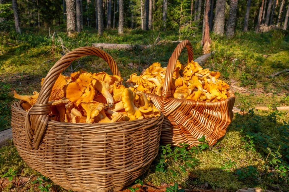 Rugpjūčio grybavimo sezonas 2025: voveraitės „tiltais“, o baravykai dar neskuba. Ypatingas voveraičių tartas!