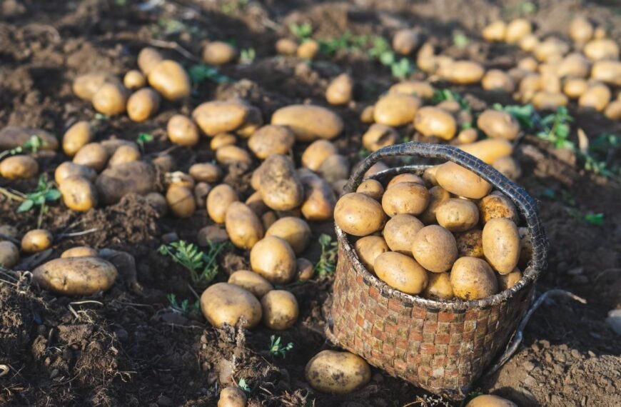 Kada kasti bulves – sezonas jau įsibėgėja. Kaip nepavėluoti ir nenukasti per anksti?