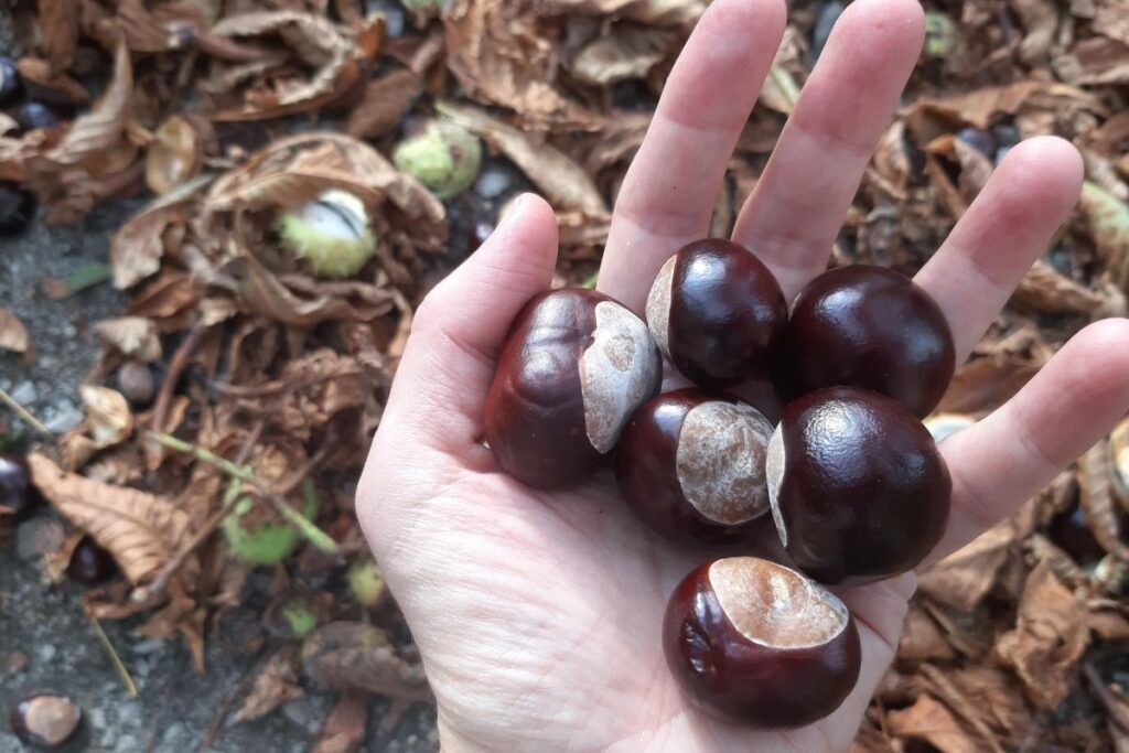 Kaštonų užpilas su degtine 5 | Derlingas.lt Kaštonų užpilas su degtine: žaliavos rinkimas ir paruošimas