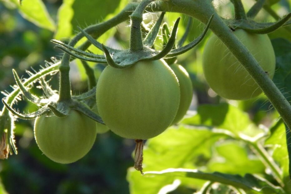 Kodėl nenoksta pomidorai: šaltos liepos padariniai ir sprendimai