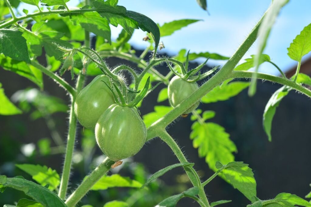 Kodėl nenoksta pomidorai: temperatūros įtaka