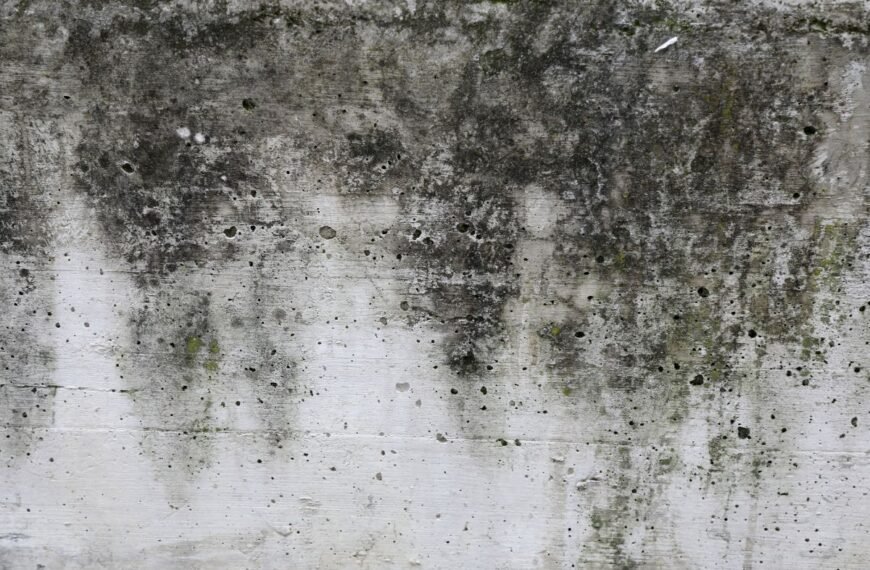 Pelėsis rūsyje – tai ne tik estetinė problema, tačiau ir grėsmė visam saugomam derliui. Kaip jo išvengti?