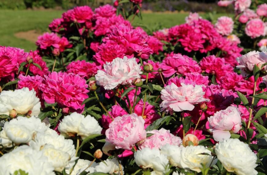 Sumedėję bijūnai – aristokratai, kuriems reikia ypatingos priežiūros. Kuo ji ypatinga?