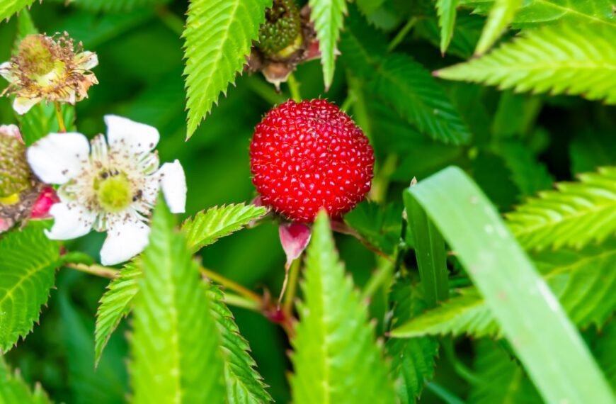Žemuoginės avietės: egzotiškas skonis ir lengvas auginimas. Kodėl jos taip populiarėja?