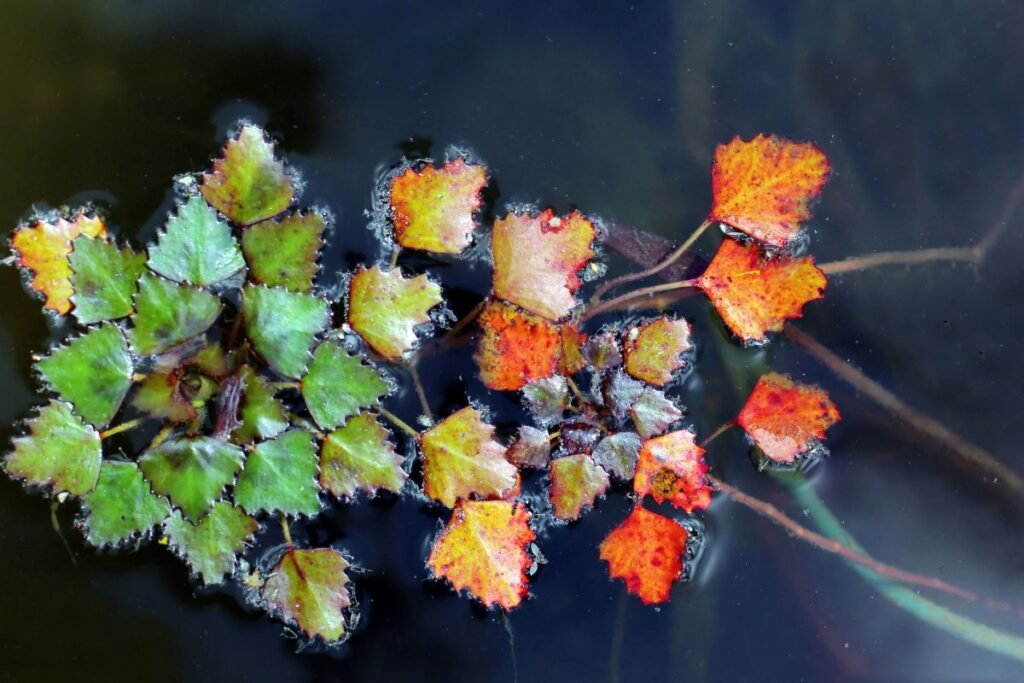 Agaro riešutas: tvarkymas ir formos palaikymas