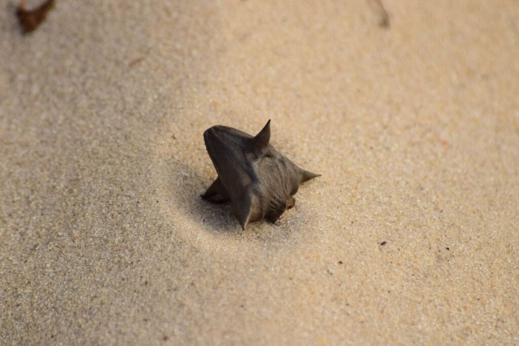 Kaip sodinamas agaras?