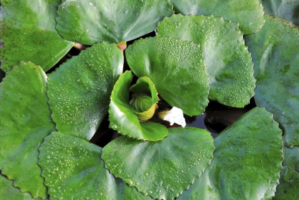 Agaro ligos ir kenkėjų problema