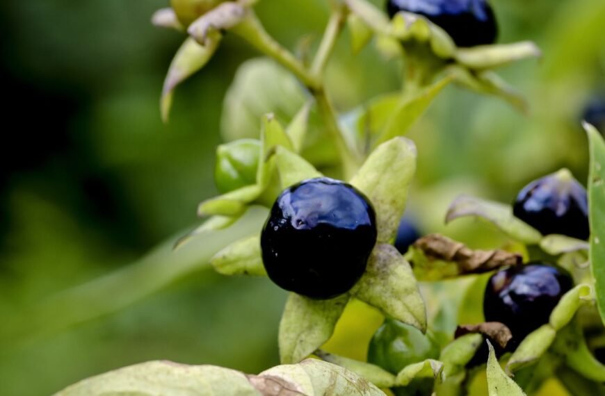 Beladona – pavojinga šunvyšnė, kurią būtina pažinti. Kodėl šio augalo tikrai nenorėsite auginti?