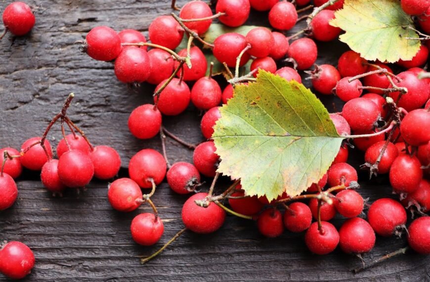 Gudobelės uogos – nepakeičiamos širdies „draugės“. Kodėl ir kaip jas teisingai naudoti?