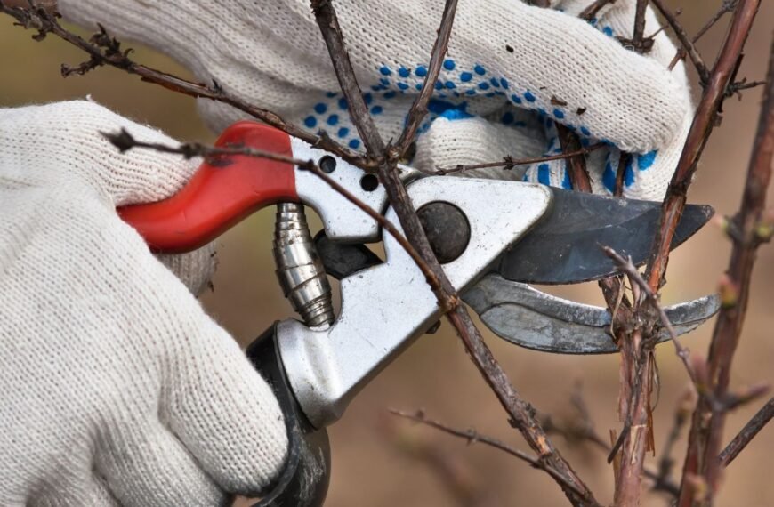 Juodųjų serbentų genėjimas rudenį: tarp tradicijų ir modernių metodų