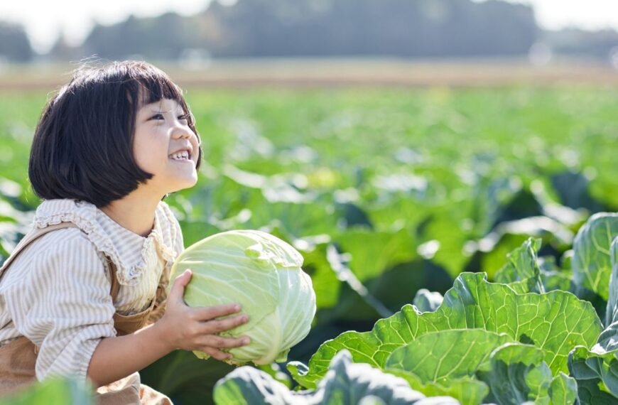 Kada nuimti kopūstus – tinkamas laikas kokybiškam derliui ir ilgam laikymui