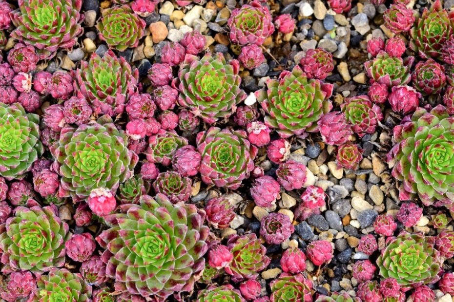 Perkūnropė – atsparus sukulentas, kuriantis unikalų sodo charakterį. Kodėl šis augalas nusipelno vietos kiekviename sode?