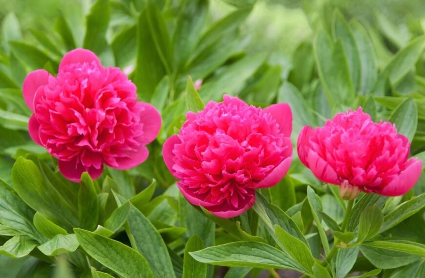 Pinavija – aristokratiška gėlė, užkariavusi senuosius mūsų darželius. Kaip atskleisti visą jos grožį?