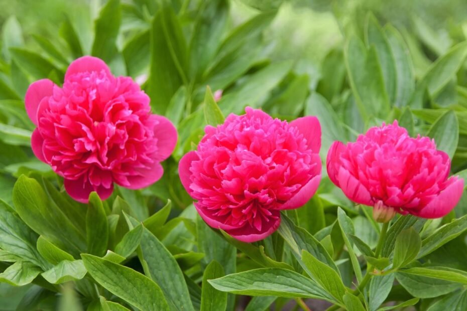 Pinavija – aristokratiška gėlė, užkariavusi senuosius mūsų darželius. Kaip atskleisti visą jos grožį?