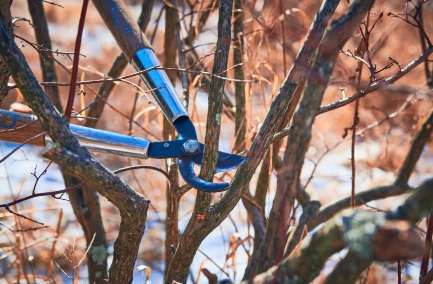 Šilauogių genėjimas rudenį: kai mažiau tikrai yra daugiau