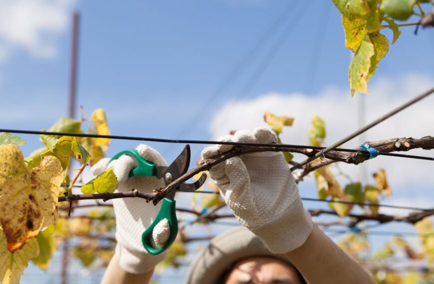 Vynuogių genėjimas rudenį – paruoškite vynmedžius sėkmingai žiemai