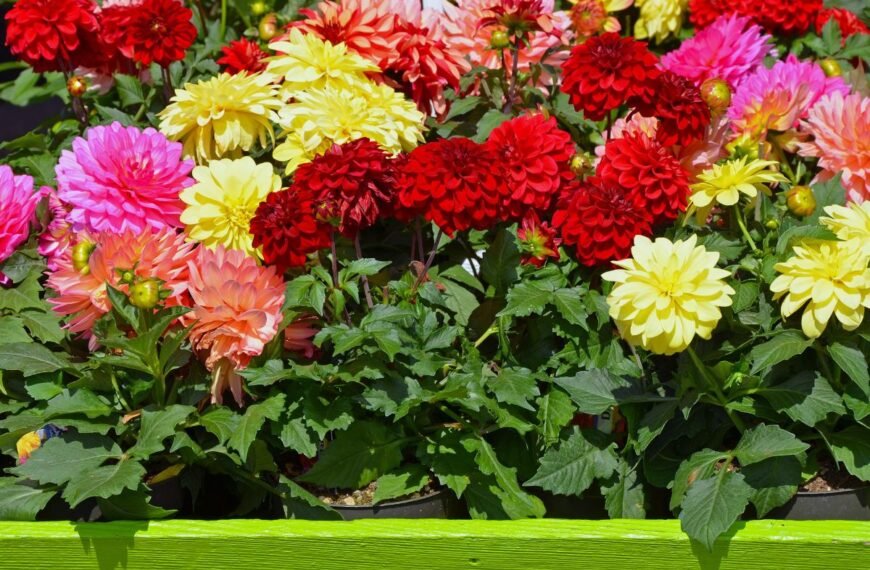 Žemaūgiai jurginai – kompaktiški grožio sprendimai mažiems sodams. Kodėl šie miniatiūriniai milžinai tapo balkonų ir terasų favoritais?