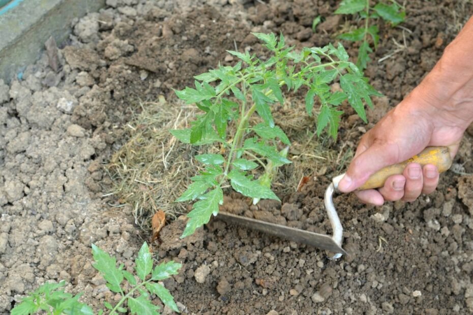 Žuvies miltai pomidorams: kodėl šie augalai taip mėgsta šias trąšas?