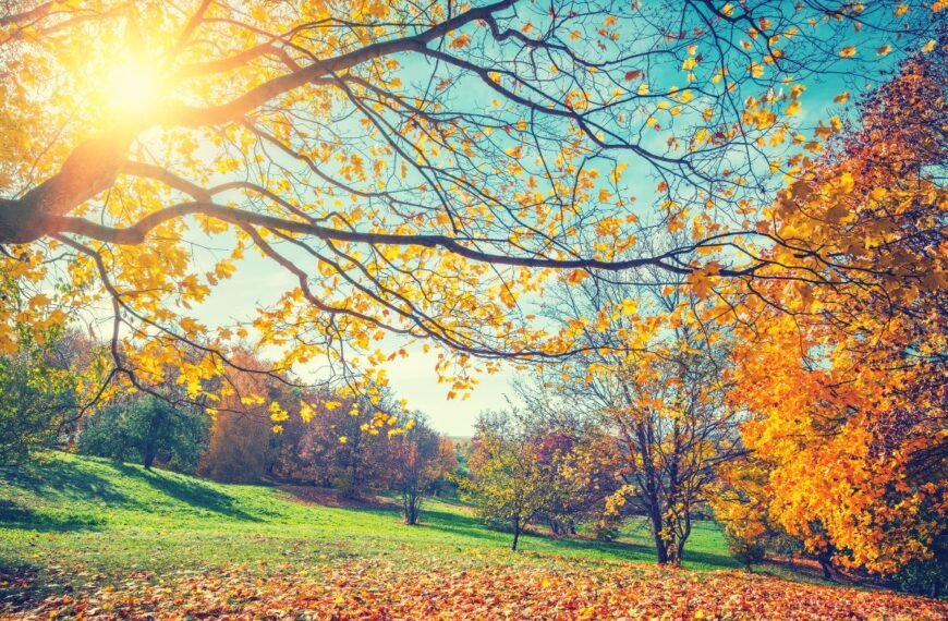 Bobų vasara: kai ruduo vėl sugrąžina vasaros šilumą. Sužinokite, kodėl ji vadinami „bobų“?