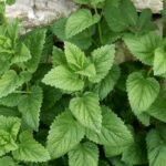 Citrininė melisa – vaistažolė, raminanti kūną ir sielą. Ar jai reikia daug rūpesčio?