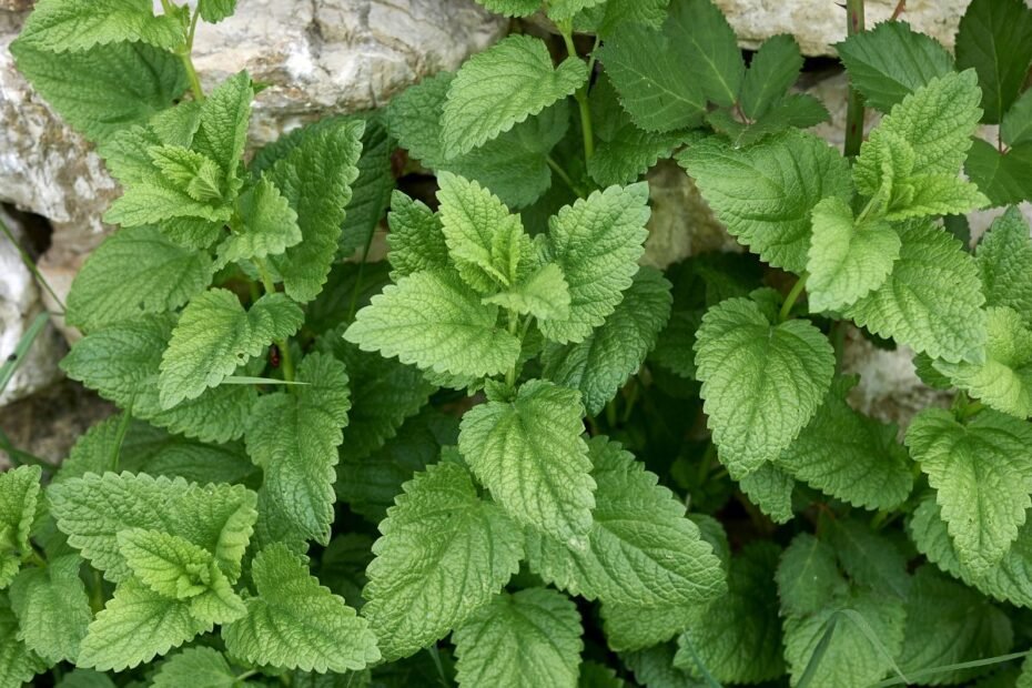 Citrininė melisa – vaistažolė, raminanti kūną ir sielą. Ar jai reikia daug rūpesčio?