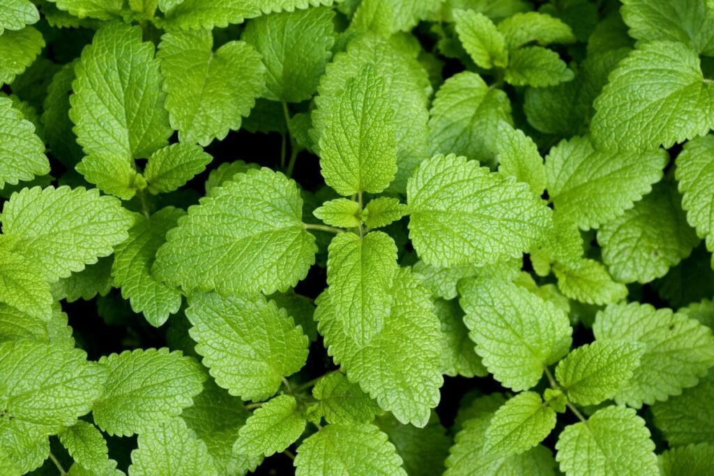 Kaip atrodo citrininė melisa